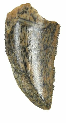 Serrated, Raptor Tooth - Morocco #55788